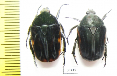 Atrichiana placida ssp., pair  South Africa Rep. - INSECTS-STORE.RU