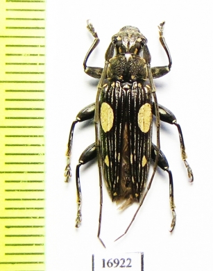 Pascoea degenerata  Indonesia, Moluccas isls. - INSECTS-STORE.RU