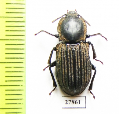 Tenebrionidae sp.  Australia - INSECTS-STORE.RU