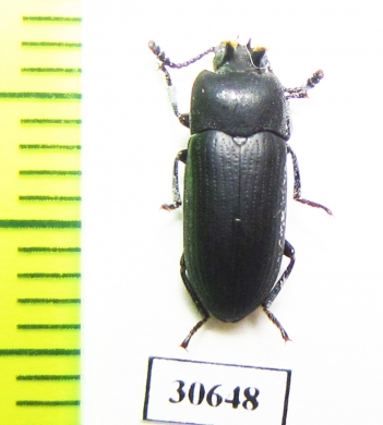 Toxicum sp.  Indonesia, Kalimantan - INSECTS-STORE.RU