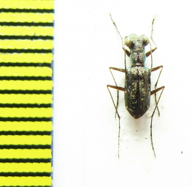 Cicindelinae sp.  Madagascar - INSECTS-STORE.RU