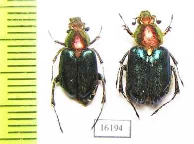 Amphicoma regalis  Laos - INSECTS-STORE.RU