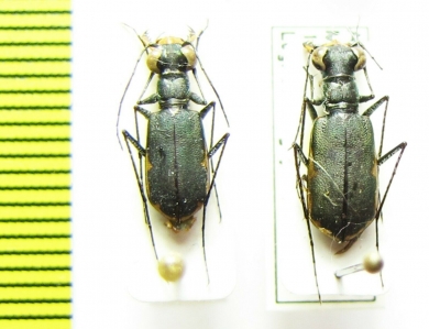 Myriochila sp., pair  Australia - INSECTS-STORE.RU