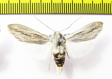 Noctuidae sp.  Bolivia - INSECTS-STORE.RU