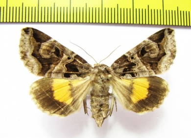 Chrysorithrum flavomaculata  Russia, Far East - INSECTS-STORE.RU