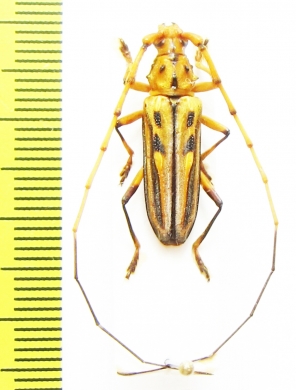 Cerambycidae sp.  Peru - INSECTS-STORE.RU