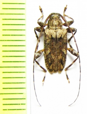 Nealcidion emeritum  Peru - INSECTS-STORE.RU