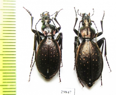 Carabus (Platycarabus) creutzeri baldensis, pair  Italy - INSECTS-STORE.RU