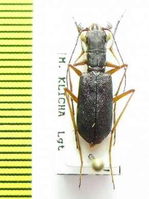 Odontocheila cayennensis rufipes  Peru - INSECTS-STORE.RU