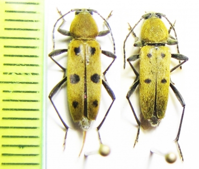 Chlorophorus glabromaculatus  Italy - INSECTS-STORE.RU