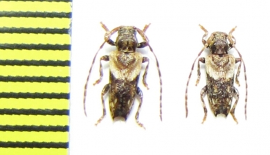 Pogonocherus hispidus  Russia, Krasnodar reg. - INSECTS-STORE.RU