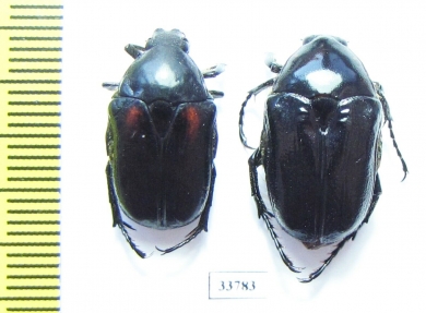 Aphanesthes pullata, pair  Australia - INSECTS-STORE.RU