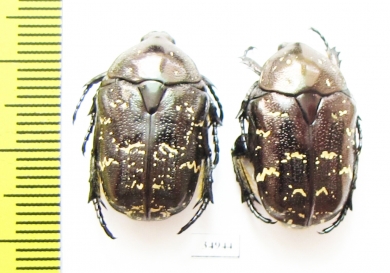 Protaetia brevitarsis  Russia, Far East - INSECTS-STORE.RU