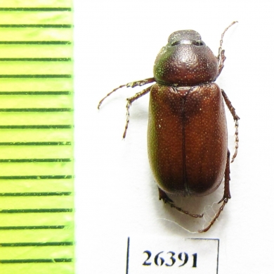 Melolonthinae sp.  Oman - INSECTS-STORE.RU