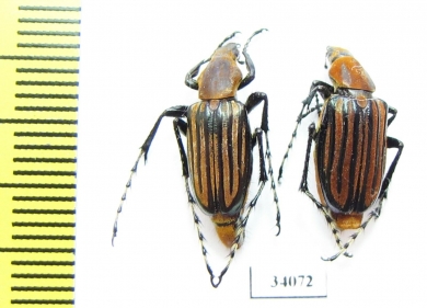 Macrodactylini sp.  Ecuador - INSECTS-STORE.RU