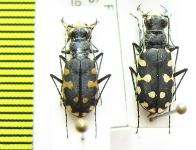 Calomera littoralis  Morocco - INSECTS-STORE.RU