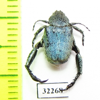 Hopliini sp.  South Africa Rep. - INSECTS-STORE.RU