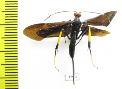 Ichneumonoidea sp.  Tanzania - INSECTS-STORE.RU