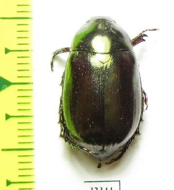 Rutelinae sp.  Malaysia, Borneo - INSECTS-STORE.RU