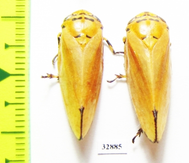 Homoptera sp.  Malawi - INSECTS-STORE.RU