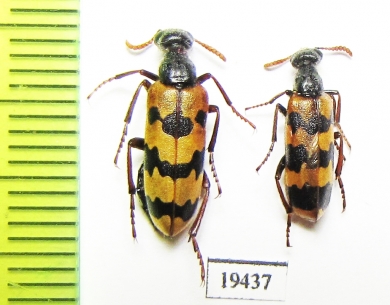 Meloidae sp.  Iran, Sistan prov. - INSECTS-STORE.RU