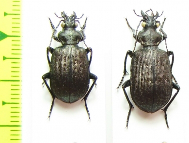 Calosoma imbricatum hottentotum, pair  South Africa Rep. - INSECTS-STORE.RU