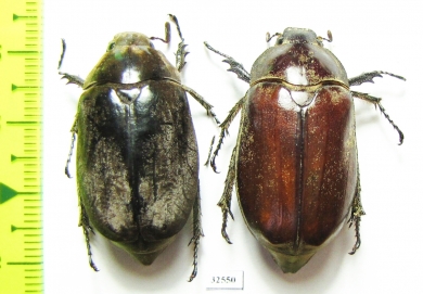 Melolonthinae sp.  China, Guangxi prov. - INSECTS-STORE.RU