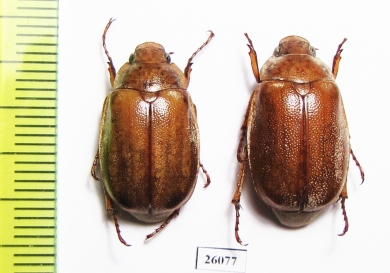 Melolonthinae sp.  South Africa Rep. - INSECTS-STORE.RU