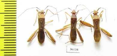 Hemiptera sp.  Thailand - INSECTS-STORE.RU