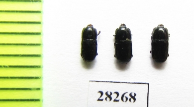 Histeridae sp.  Mexico - INSECTS-STORE.RU