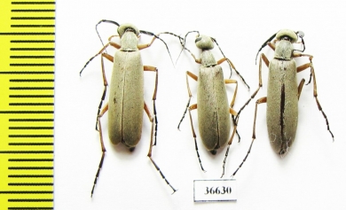 Meloidae sp., pair  Panama - INSECTS-STORE.RU