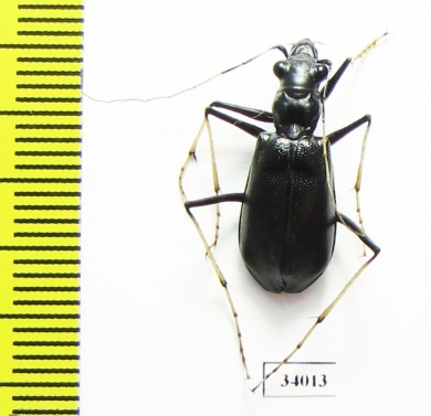 Oxycheila sp.  Ecuador - INSECTS-STORE.RU