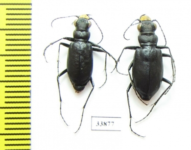 Cicindela nebraskana x C.longilabris laurentii, pair (hybrid) USA - INSECTS-STORE.RU