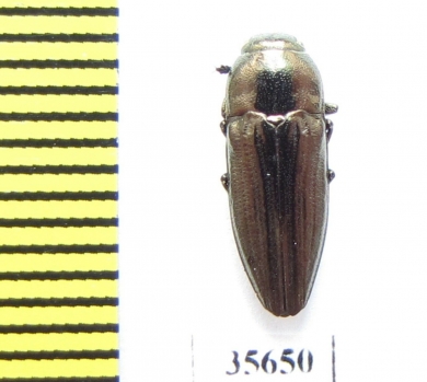 Sphenoptera rauca  Spain - INSECTS-STORE.RU