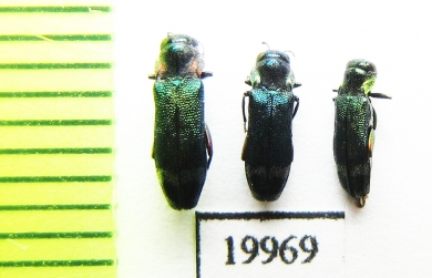 Buprestidae sp.  Togo - INSECTS-STORE.RU