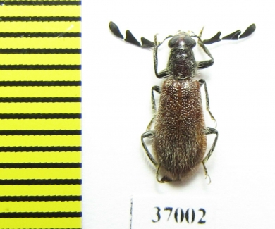 Cleridae sp.  South Africa Rep. - INSECTS-STORE.RU