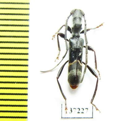 Oxilus sp.  South Africa Rep. - INSECTS-STORE.RU