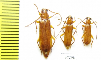 Cerambycidae sp.  South Africa Rep. - INSECTS-STORE.RU