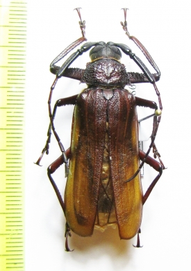 Macrotoma pascoei  China 45mm - INSECTS-STORE.RU