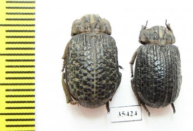 Trogidae sp.  Mexico - INSECTS-STORE.RU