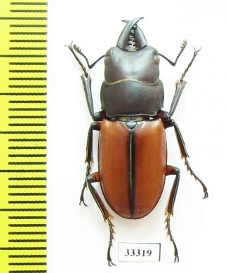 Prosopocoilus sp.  Indonesia, Sulawesi - INSECTS-STORE.RU