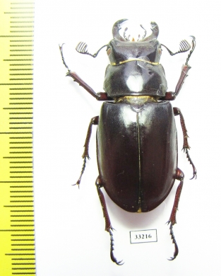 Lucanus busignyi  Turkey, Mugla prov. 40mm - INSECTS-STORE.RU