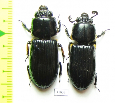 Passalidae sp.  Panama - INSECTS-STORE.RU