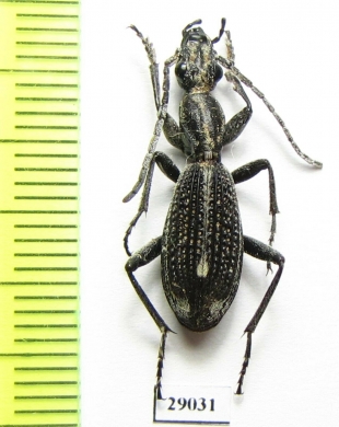 Cypholoba sp.  Tanzania - INSECTS-STORE.RU