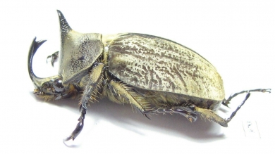 Lycomedes buckleyi, male  Ecuador - INSECTS-STORE.RU