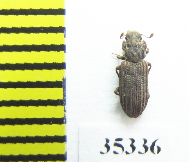 Zopheridae sp.  Mexico - INSECTS-STORE.RU