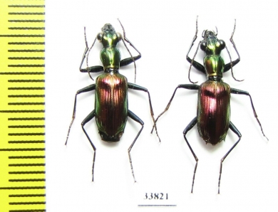 Carabidae sp.  Indonesia, Kalimantan - INSECTS-STORE.RU