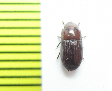 Scolytocaulus bouchardi  Philippines - INSECTS-STORE.RU