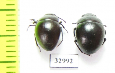 Diaphanidus ferrugineus  Russia, Astrakhan reg. - INSECTS-STORE.RU