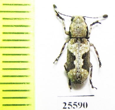 Anthribidae sp.  South Africa Rep. - INSECTS-STORE.RU